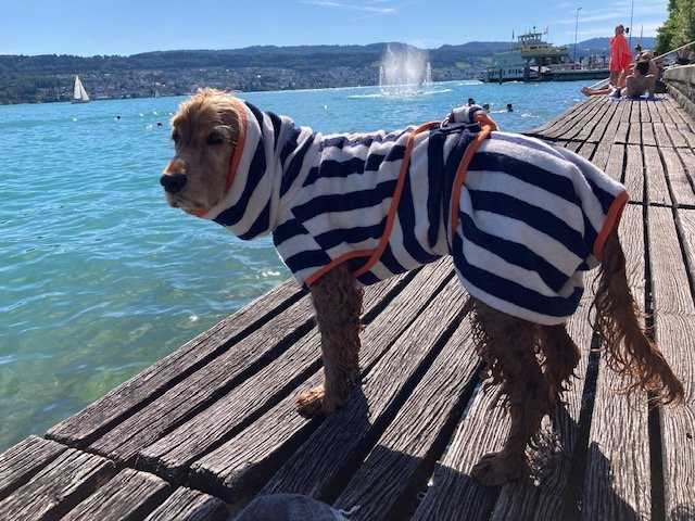 Dog top drying robe